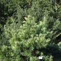 Podocarpus macrophyllus 'Angustifolius'